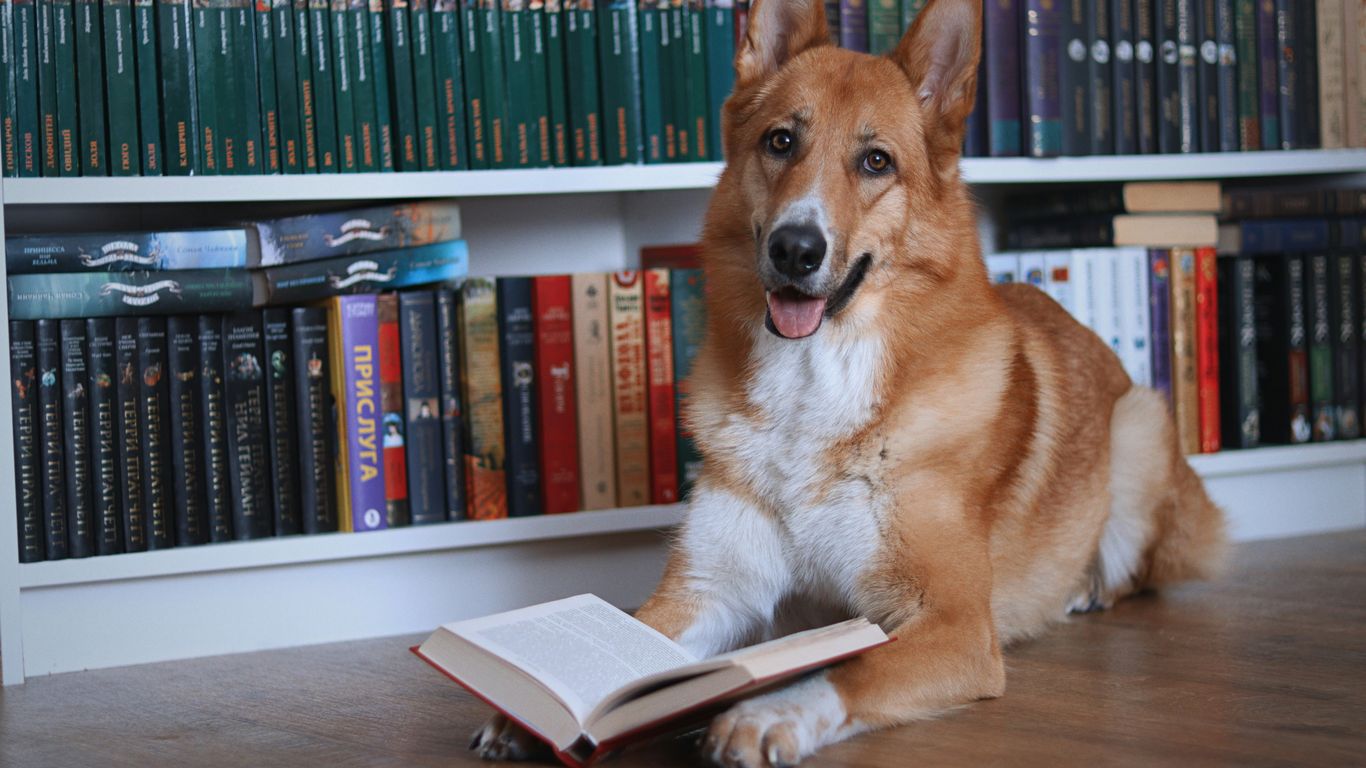 A dog lies on the floor reading a book.
