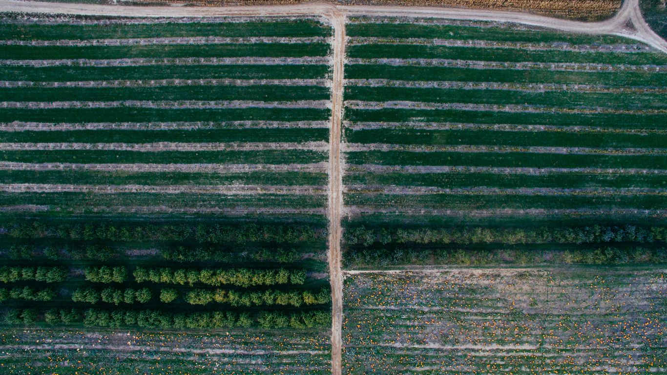 bird's eye view photography of trees