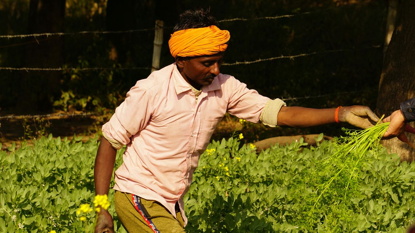 a man in a yellow turban is picking flowers