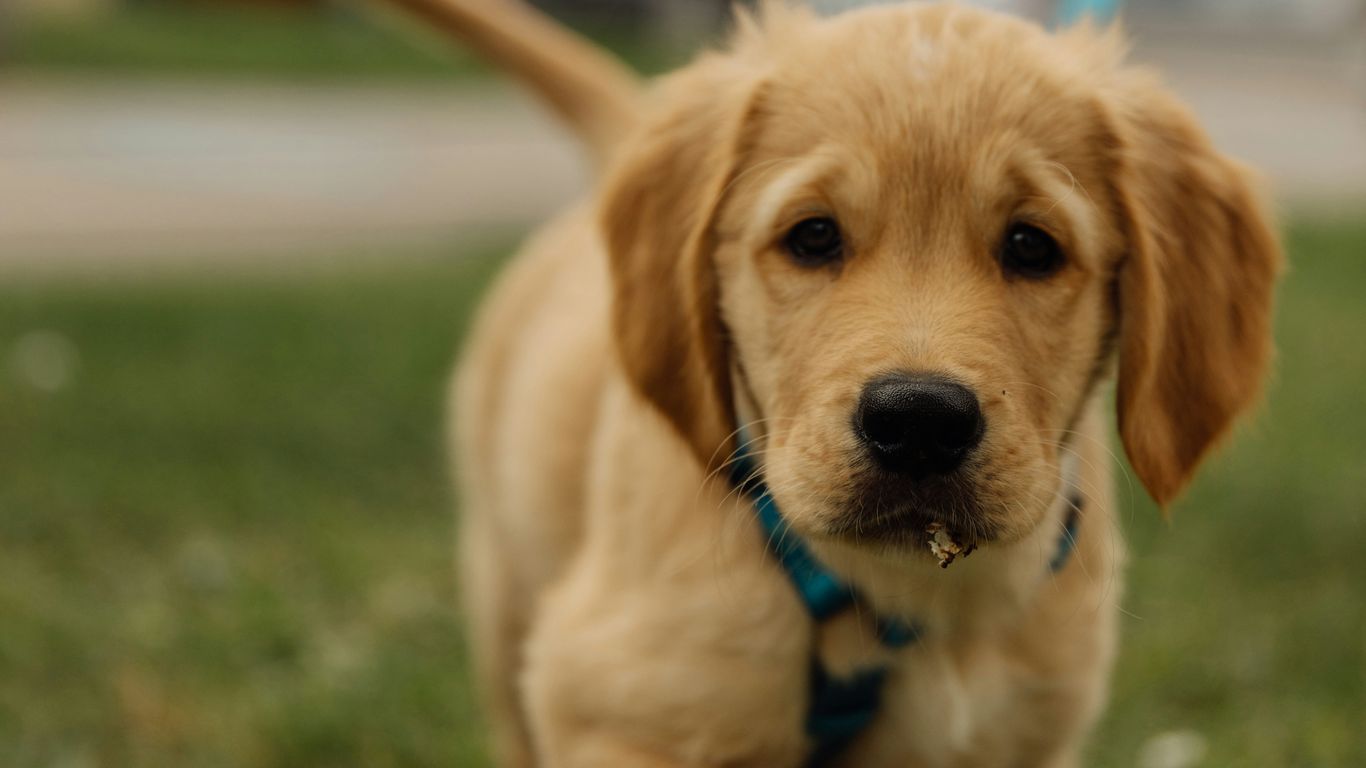 A cute golden retriever puppy walking on grass