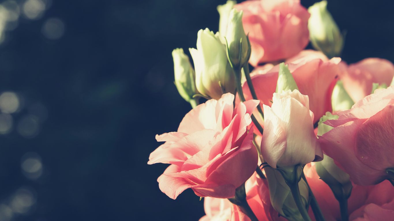 selective focus photography of pink petaled flowers