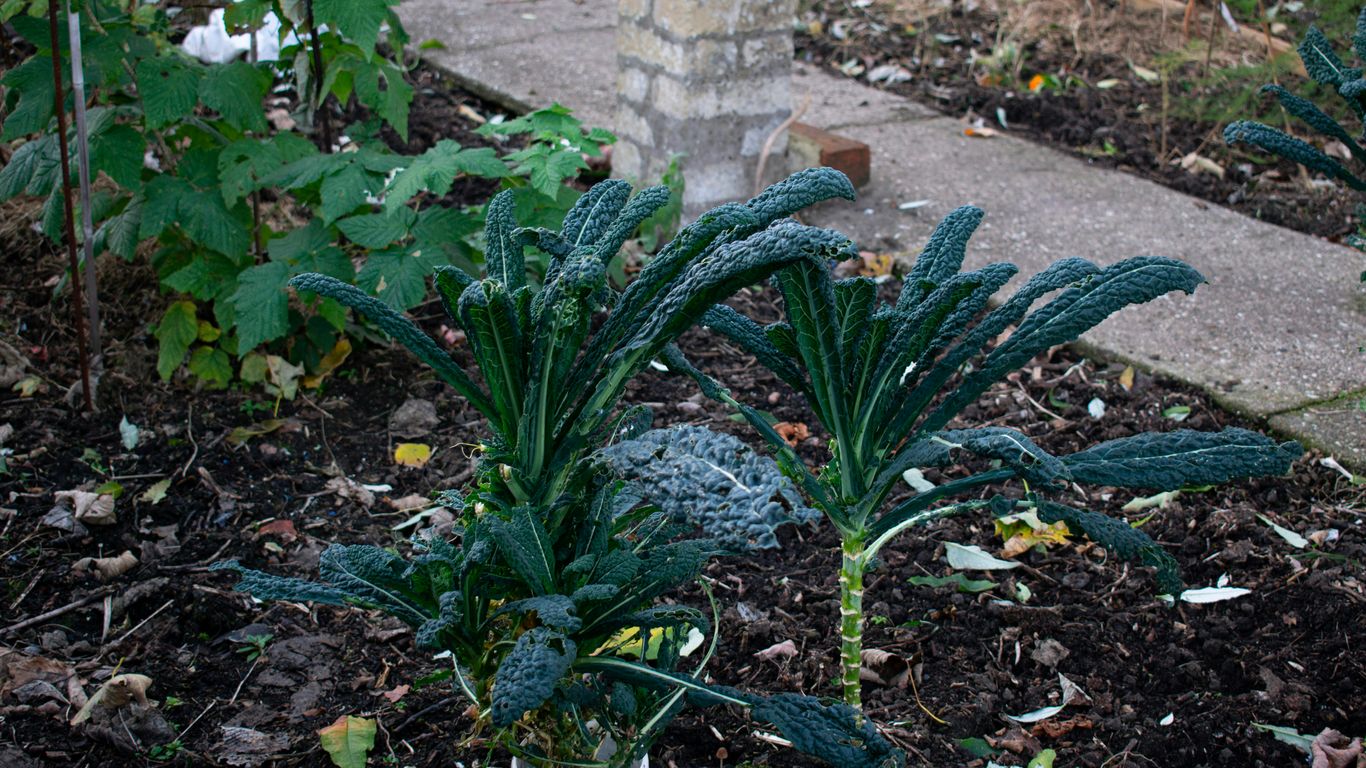 a couple of plants that are in the dirt