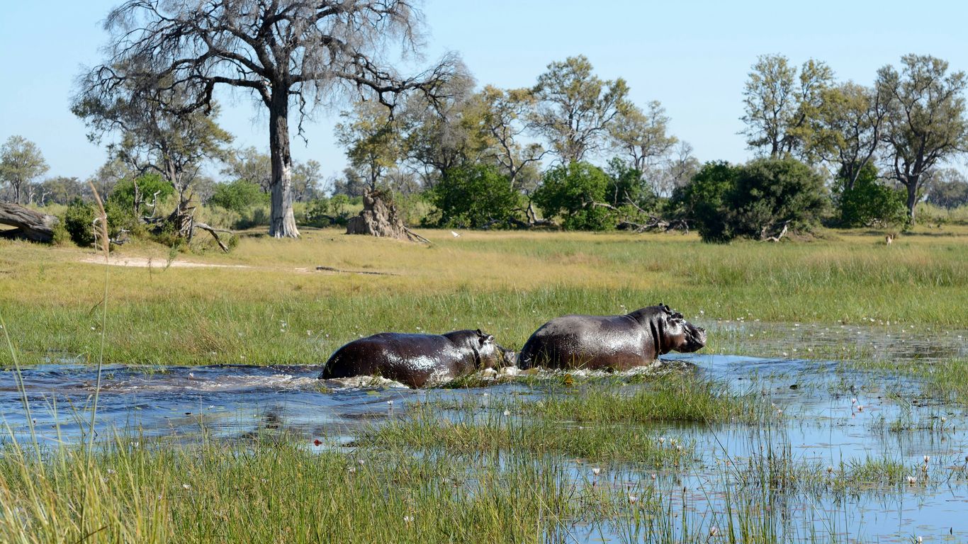 two hippos are wading through a shallow river