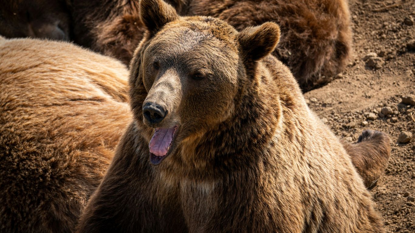 brown bear with pink and blue heart sticker on mouth