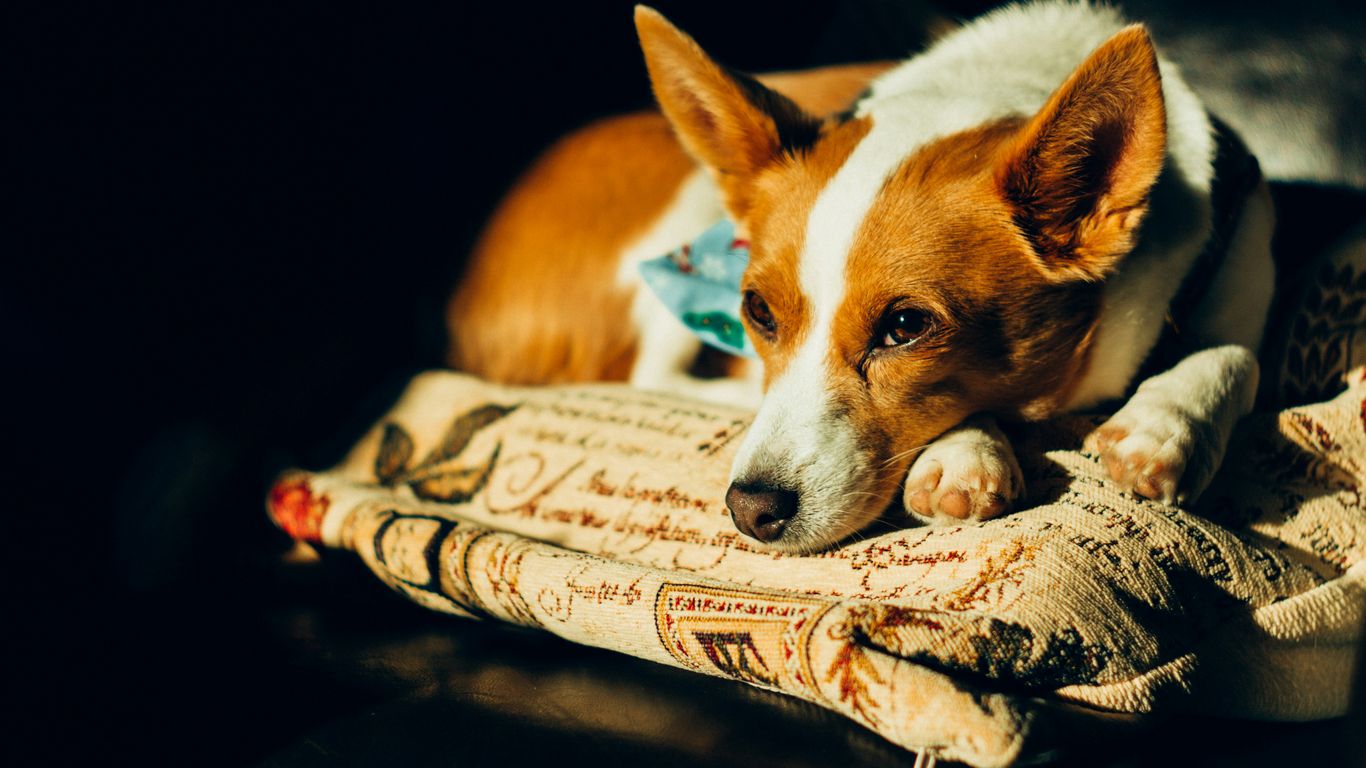 white and brown dog