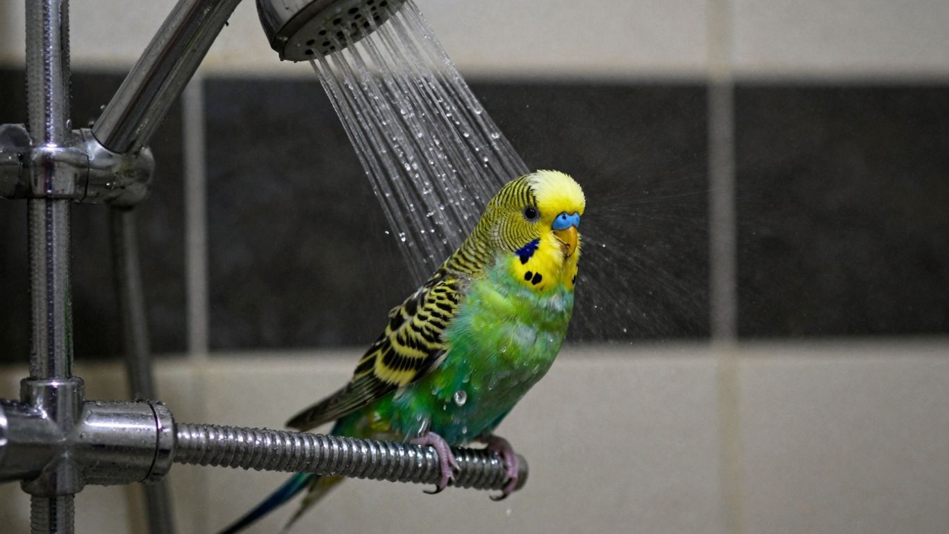 Sittich genießt ein erfrischendes Duschbad unter einem Wasserstrahl.