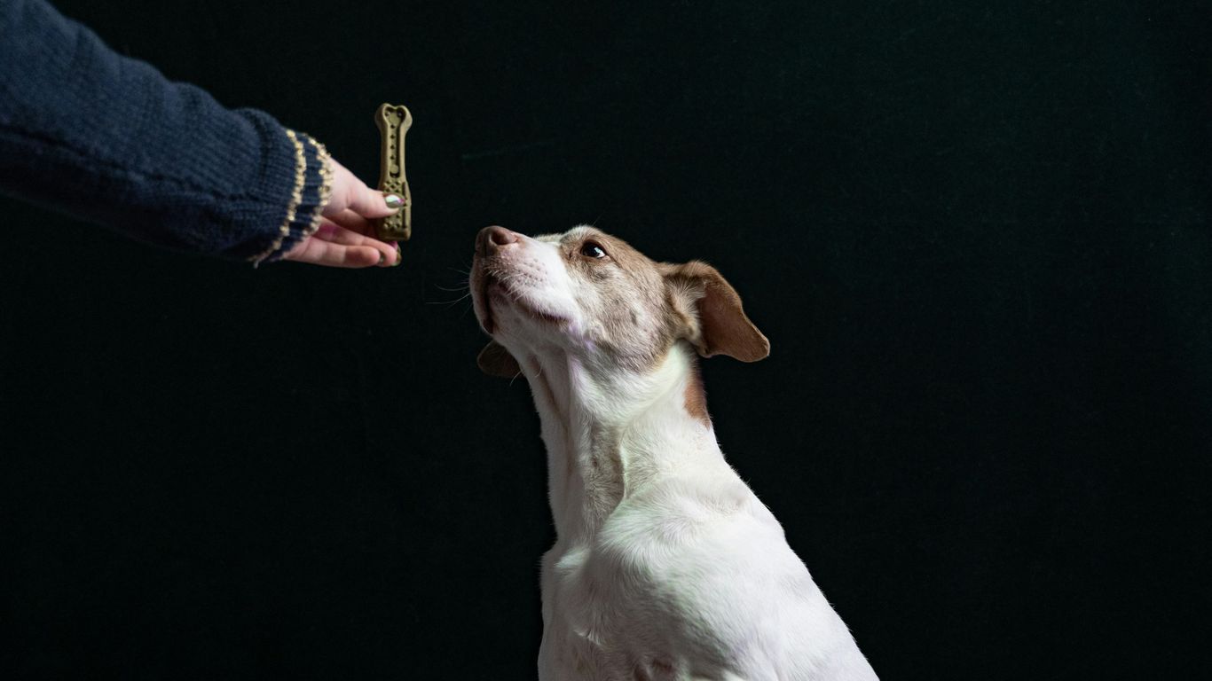 a person feeding a dog a piece of food