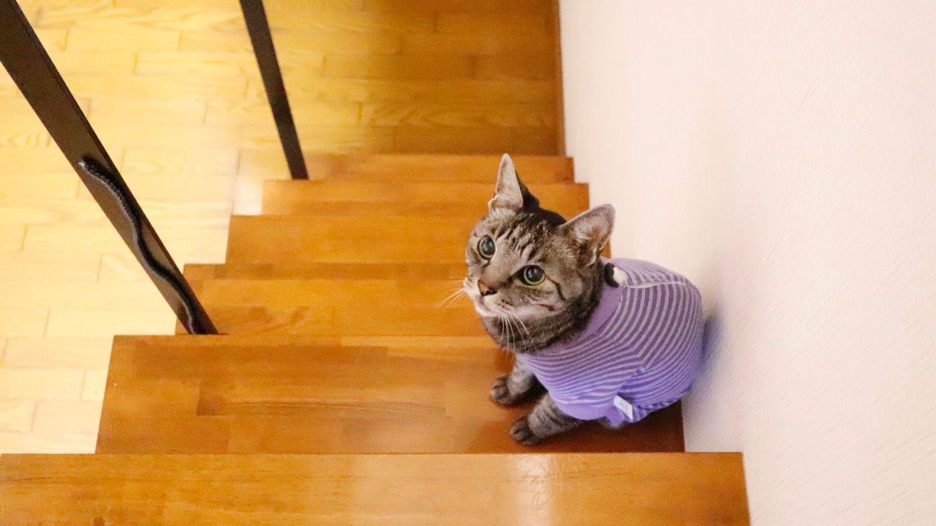 a cat wearing a sweater sitting on a set of stairs