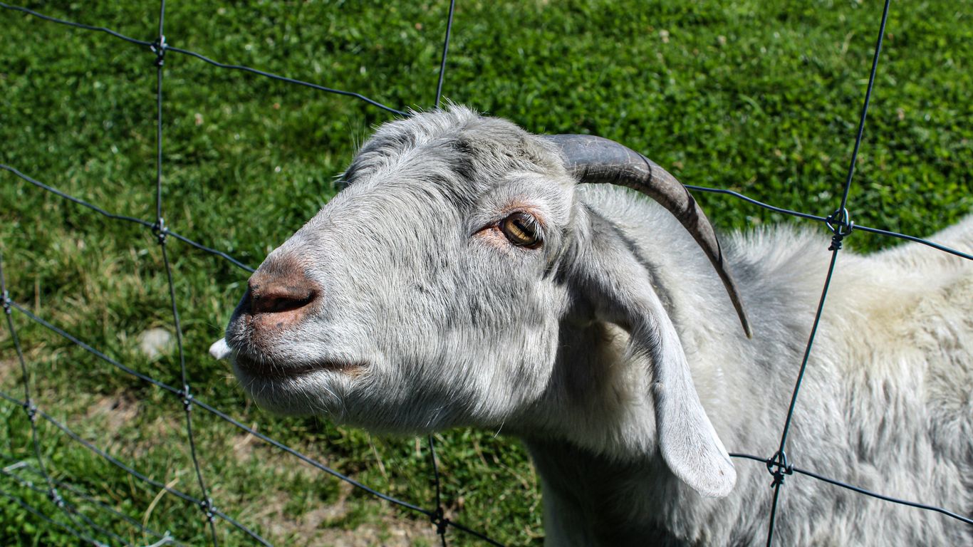 a close up of a goat behind a fence