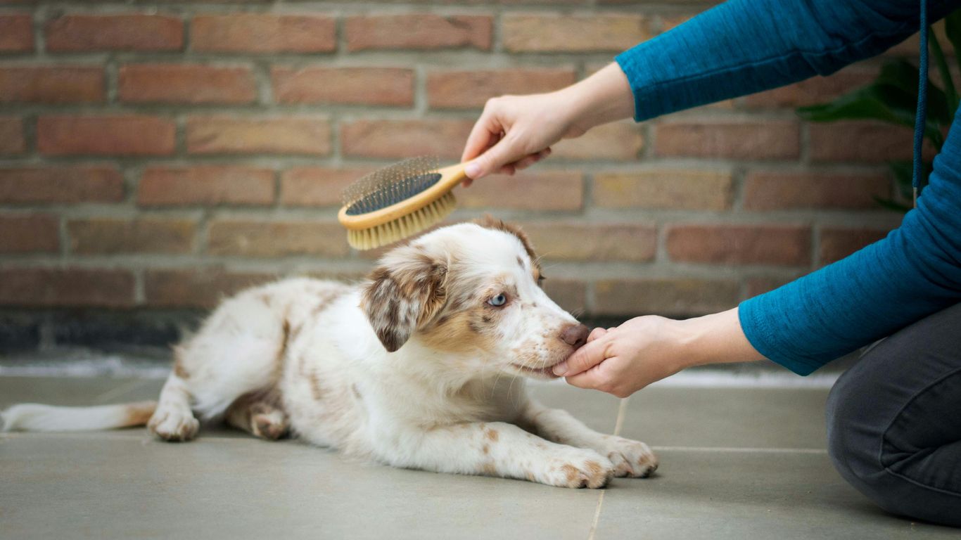 a person is brushing a dog's teeth with a brush