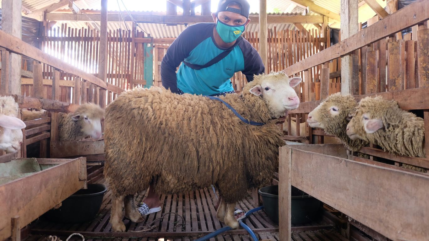 man in blue jacket standing beside sheep