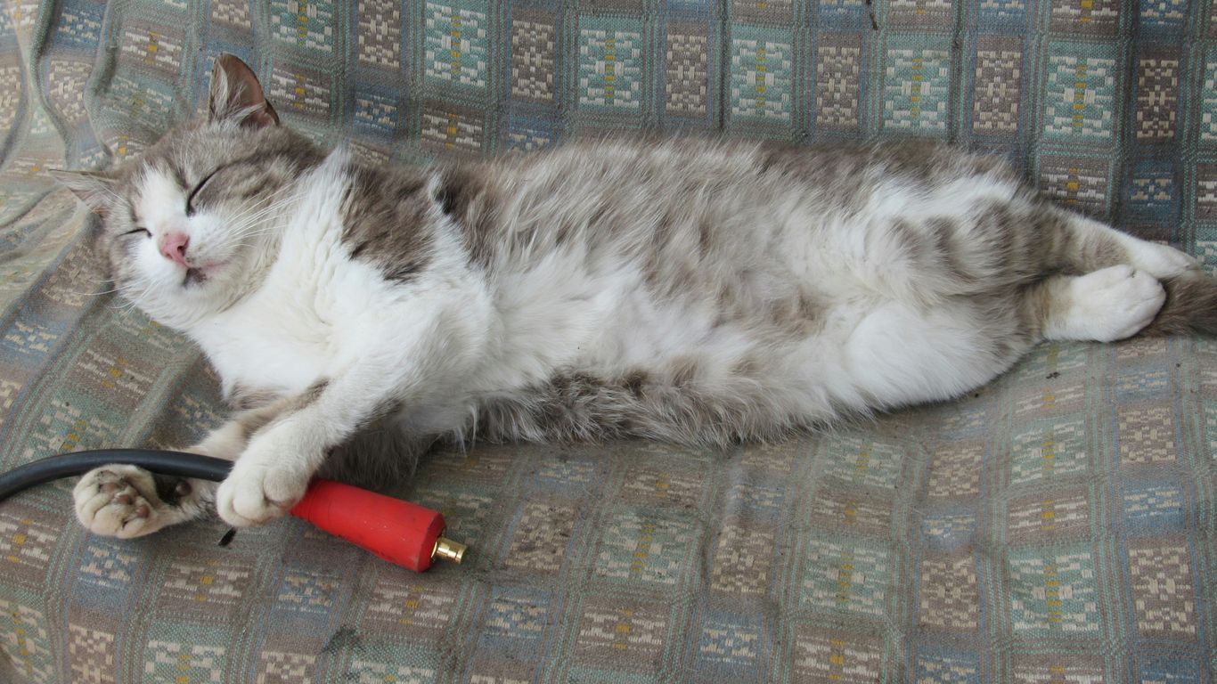 A cat lounges next to a red electrical cable.