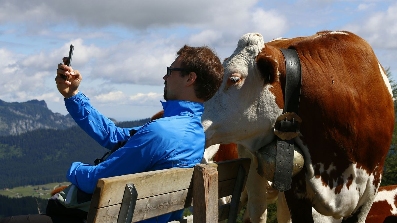 boy in blue jacket sitting on brown wooden bench with white and brown cow on his