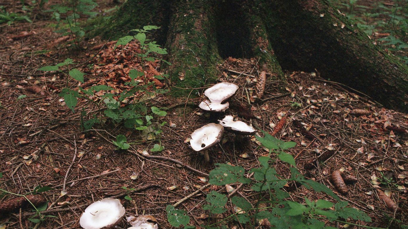a group of white mushrooms sitting on the ground next to a tree