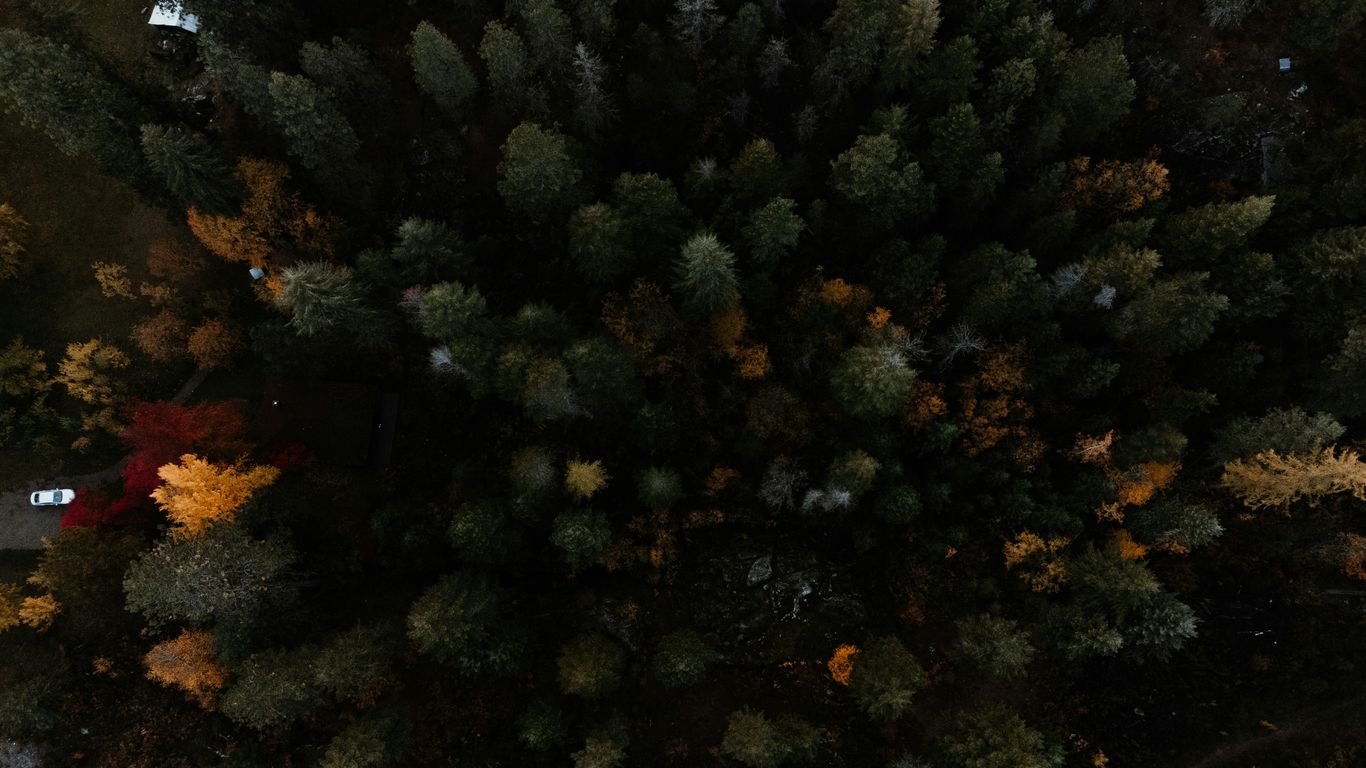 an aerial view of a forest at night