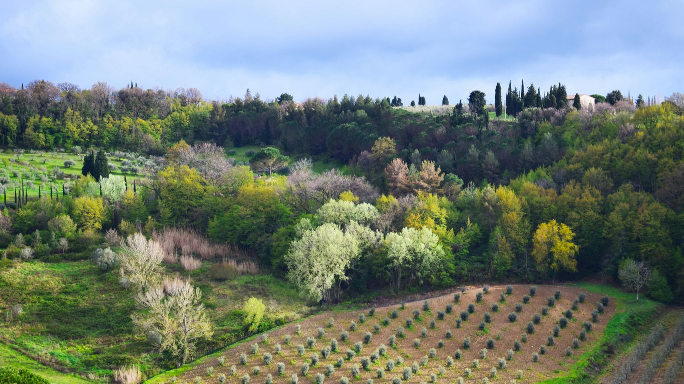 green and yellow trees