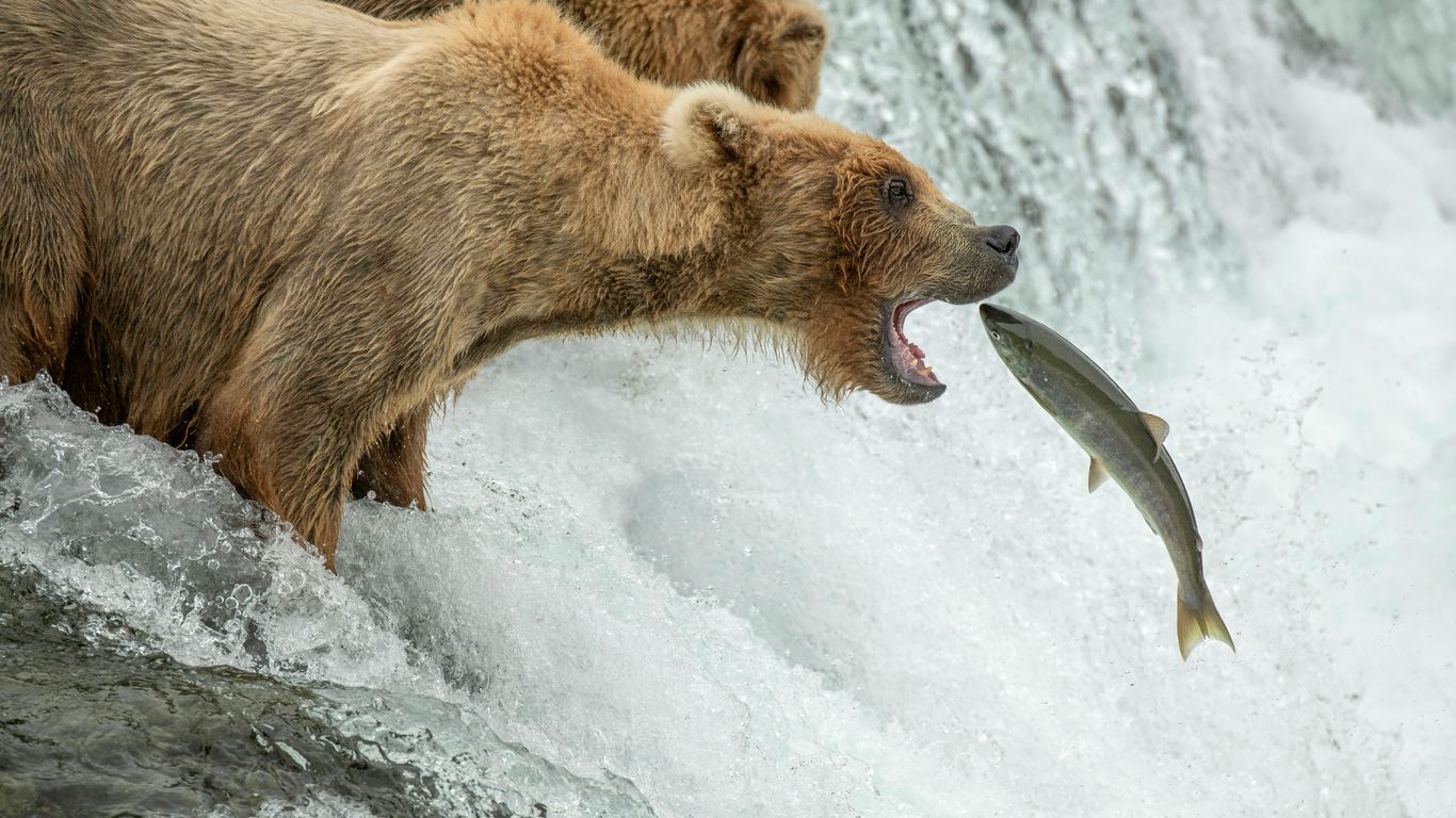 two bears are fighting over a fish in a waterfall