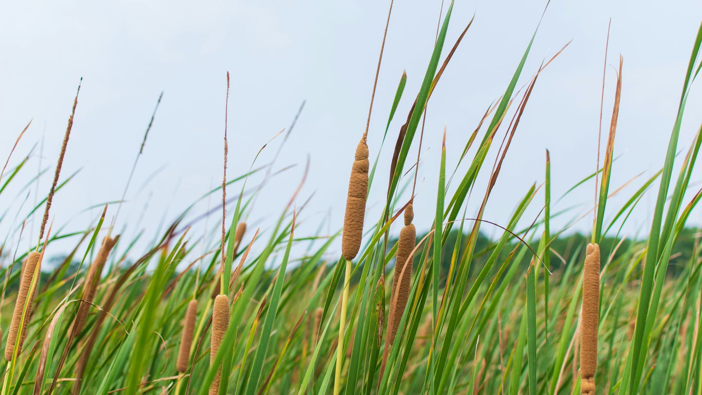 green grass field during daytime