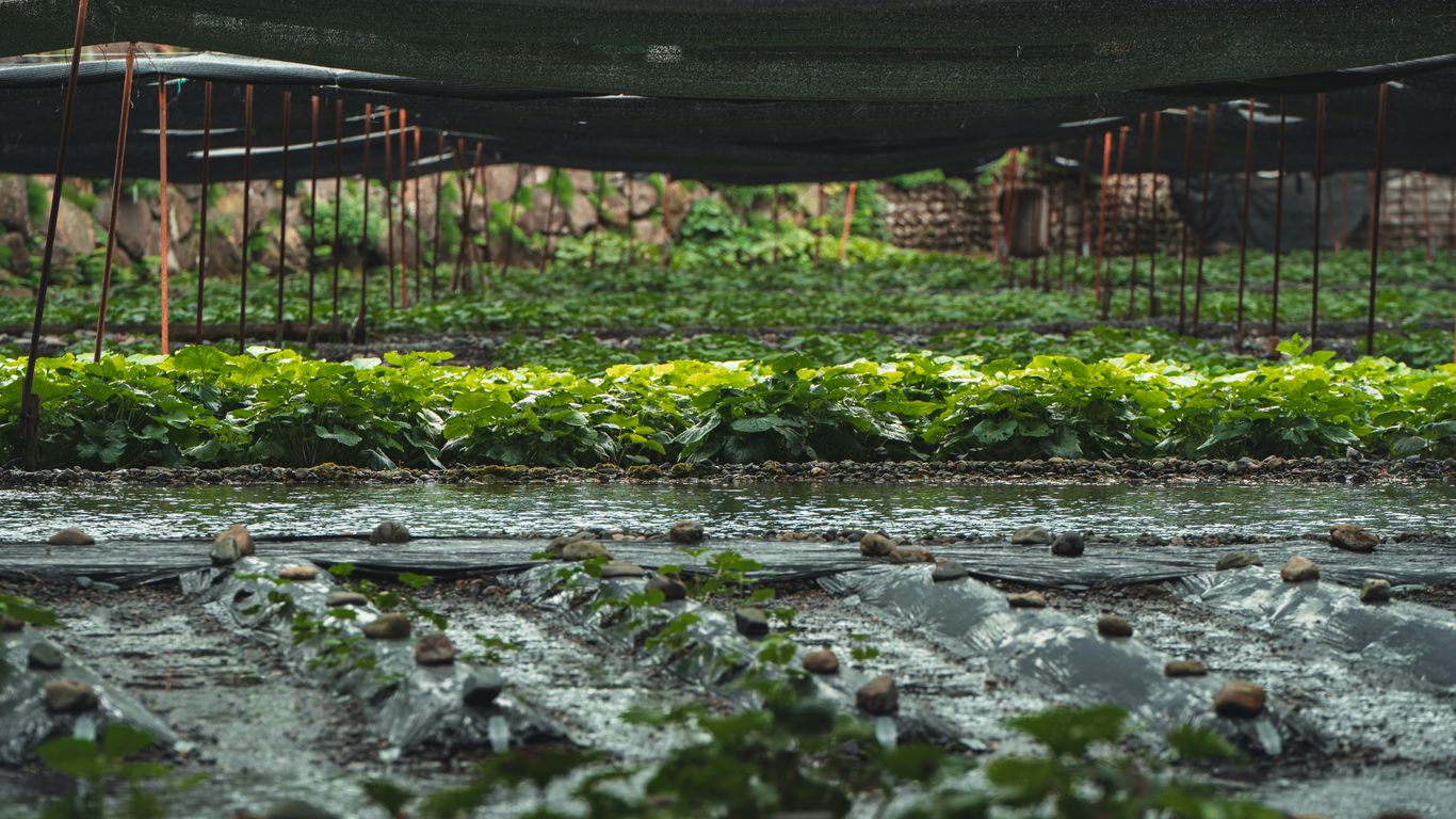 A greenhouse filled with lots of green plants