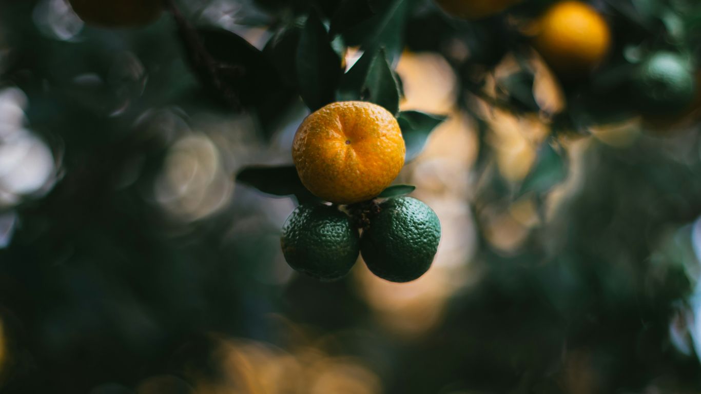 orange and green fruits close up photo