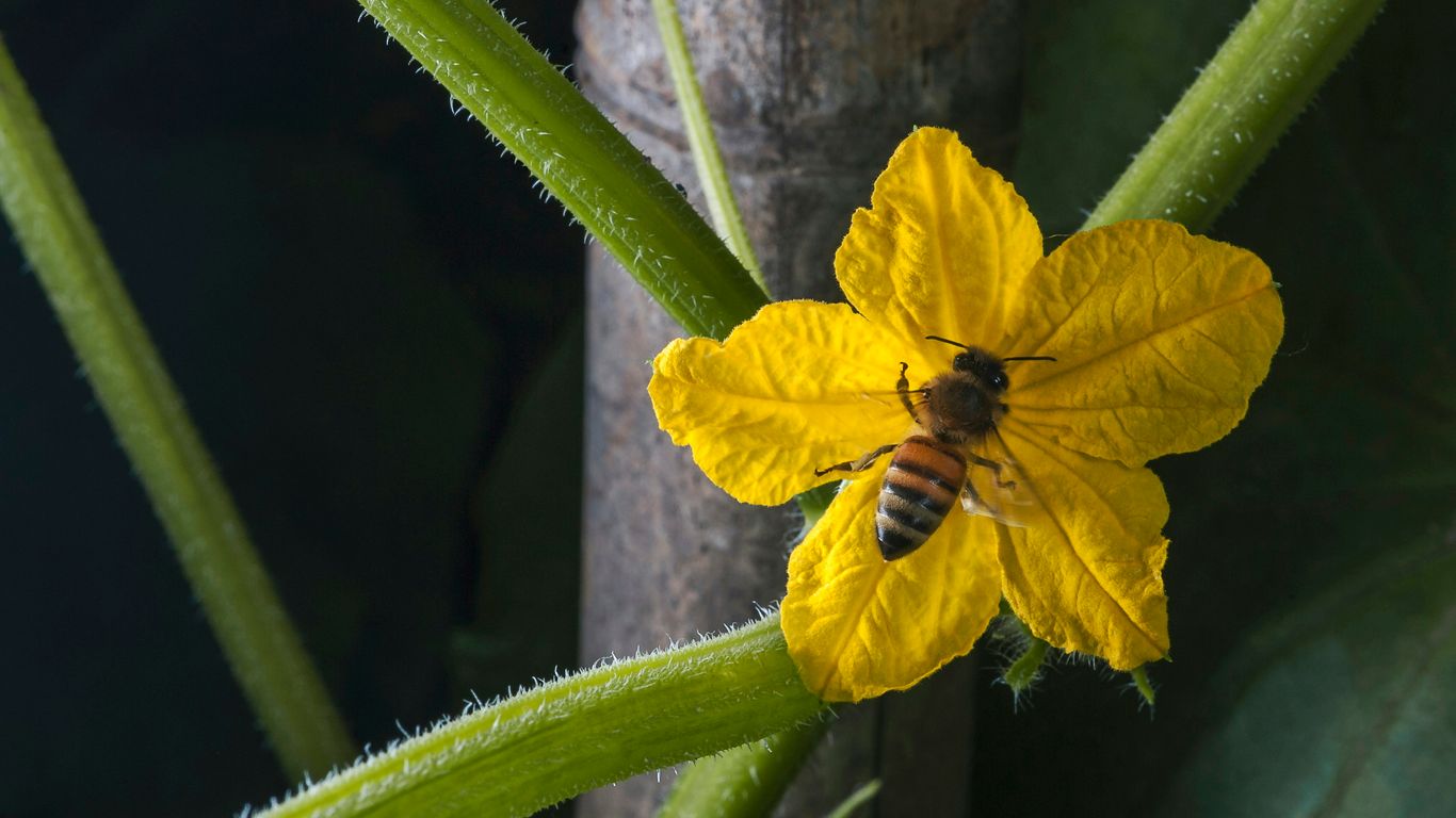 honey bee perching on yellow-petaled flower