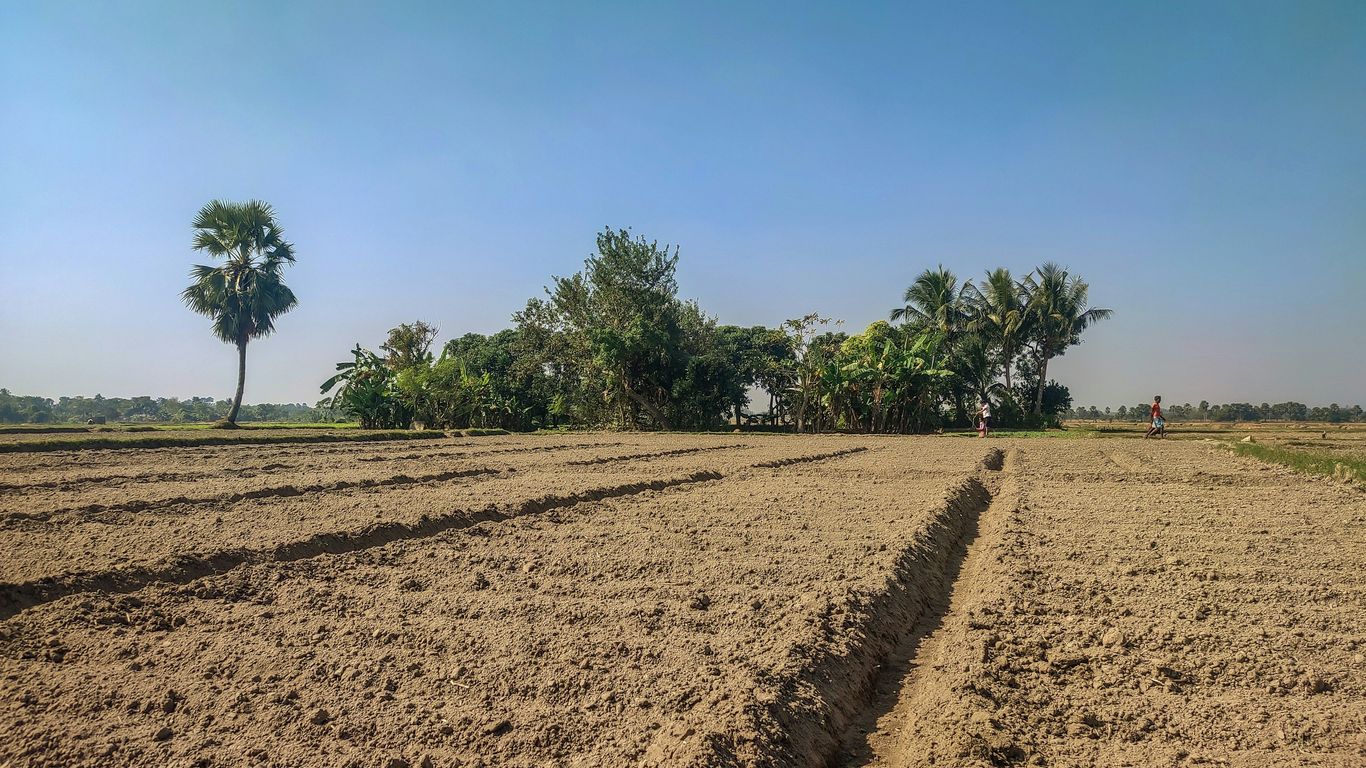 a plowed field with palm trees in the background