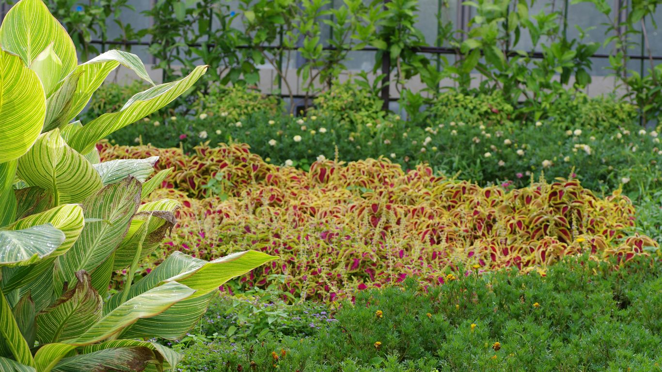 A garden filled with lots of green plants