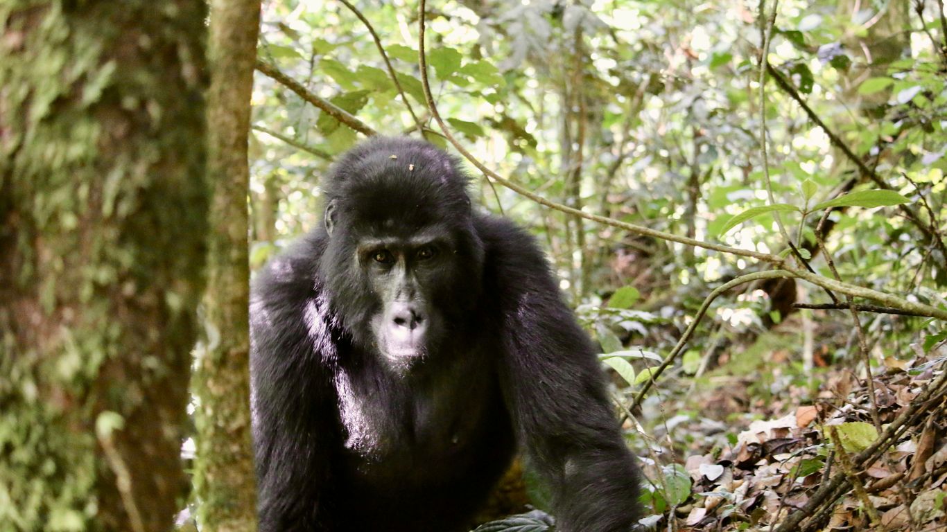 a gorilla standing in the middle of a forest