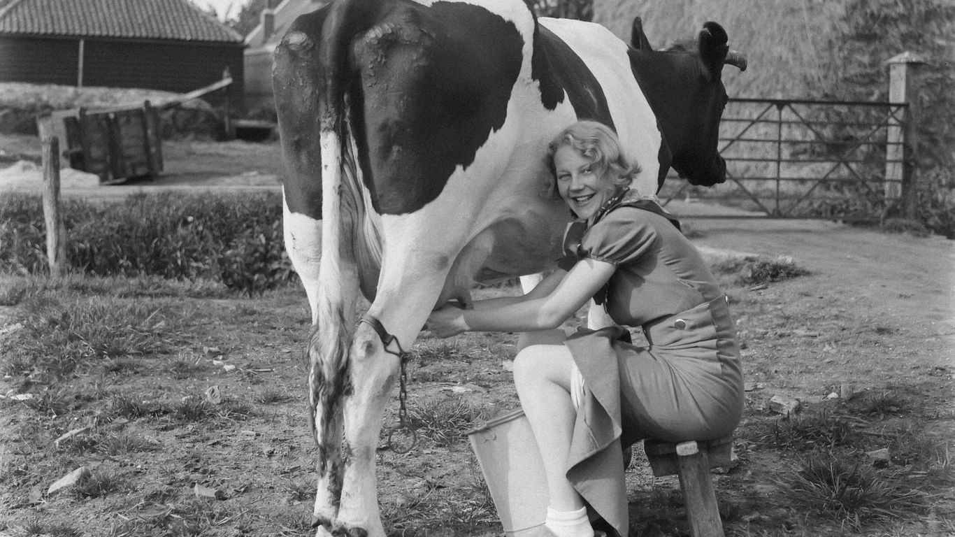 a woman kneeling down to milk a cow