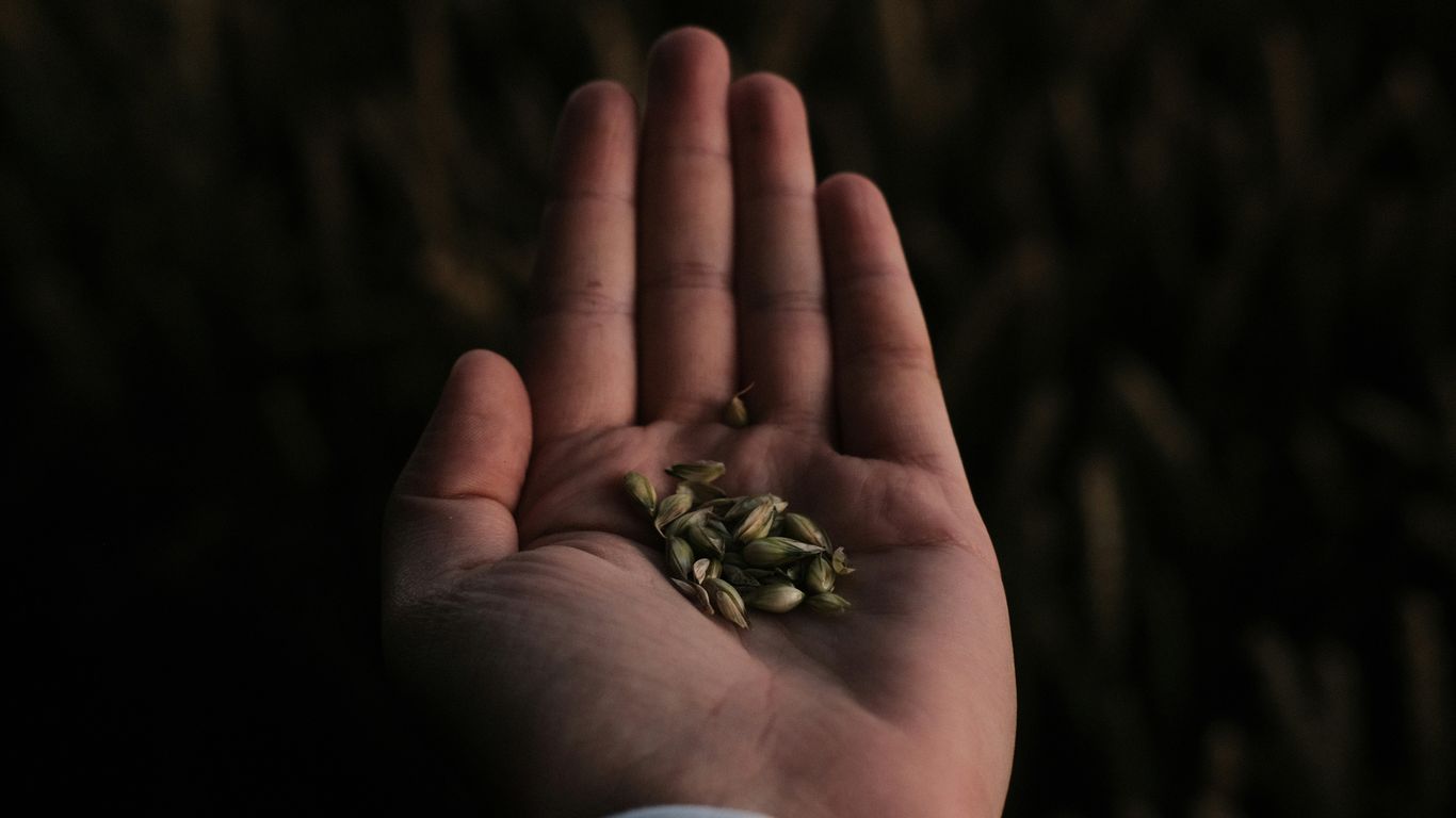 green frog on persons hand