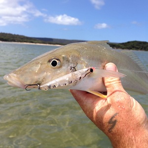 Bassday Sugapen surface lure