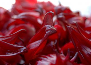 cálices de flor de jamaica