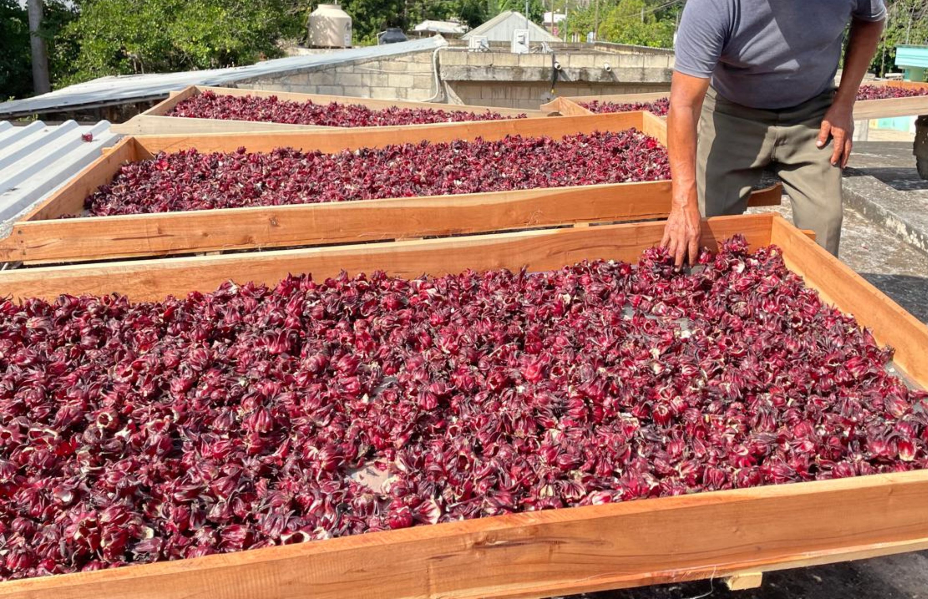 Person drying harvested red hibiscus flowers on wooden trays outdoors.