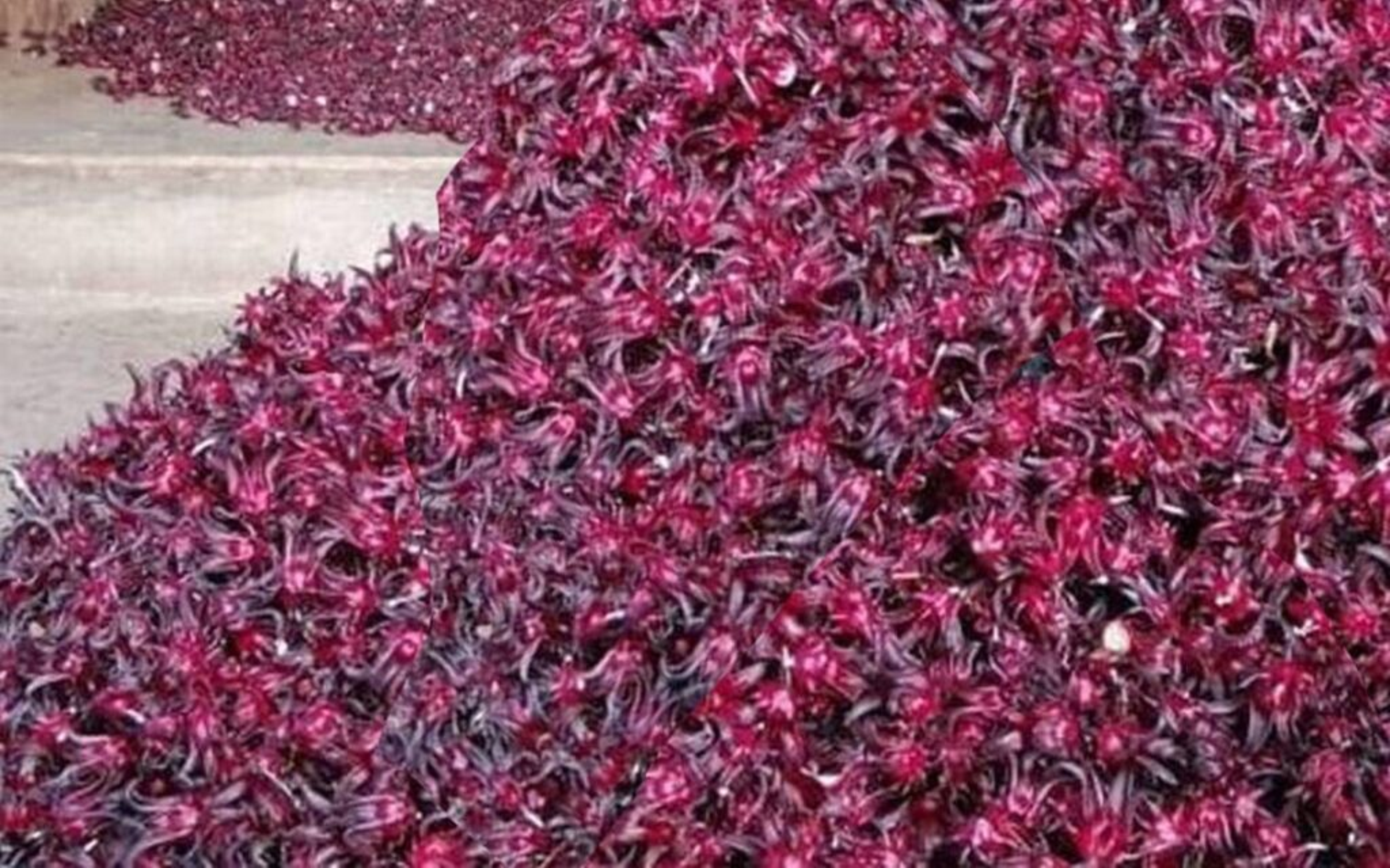 flor de jamaica en centro de acopio sobre el suelo