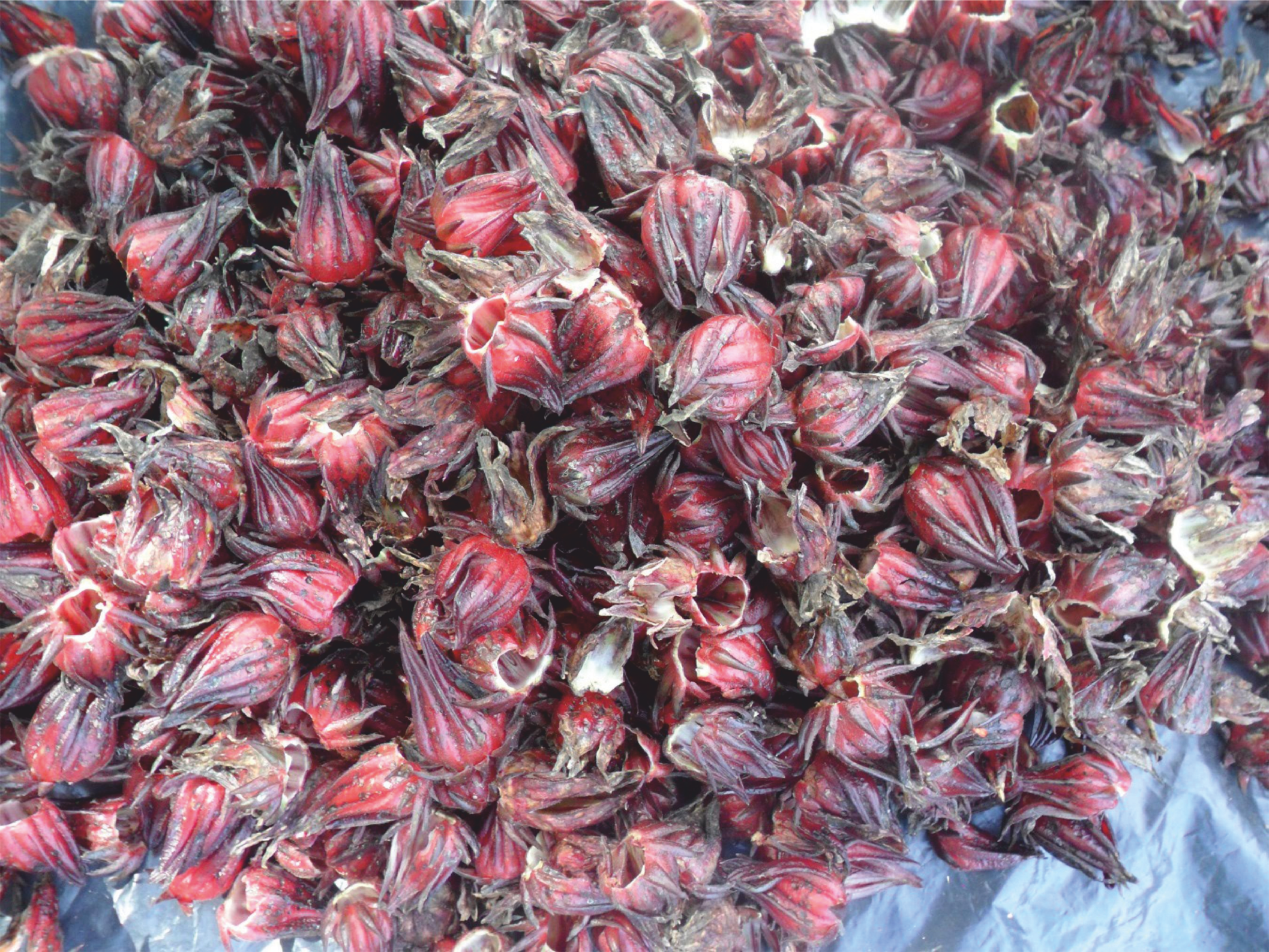 flor de jamaica enferma.