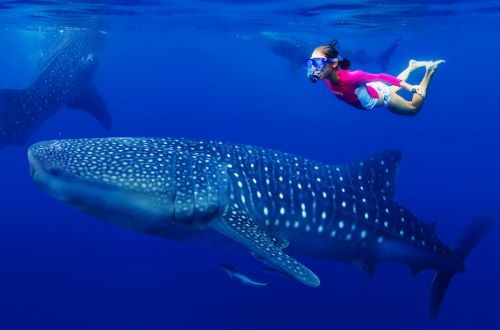 Swimming with whale sharks in Bahia de los Angeles