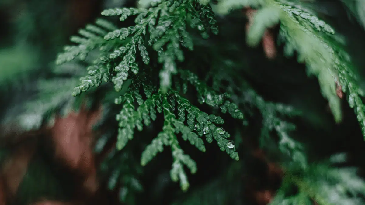 What is evergreen content? A guide to long-term SEO success
