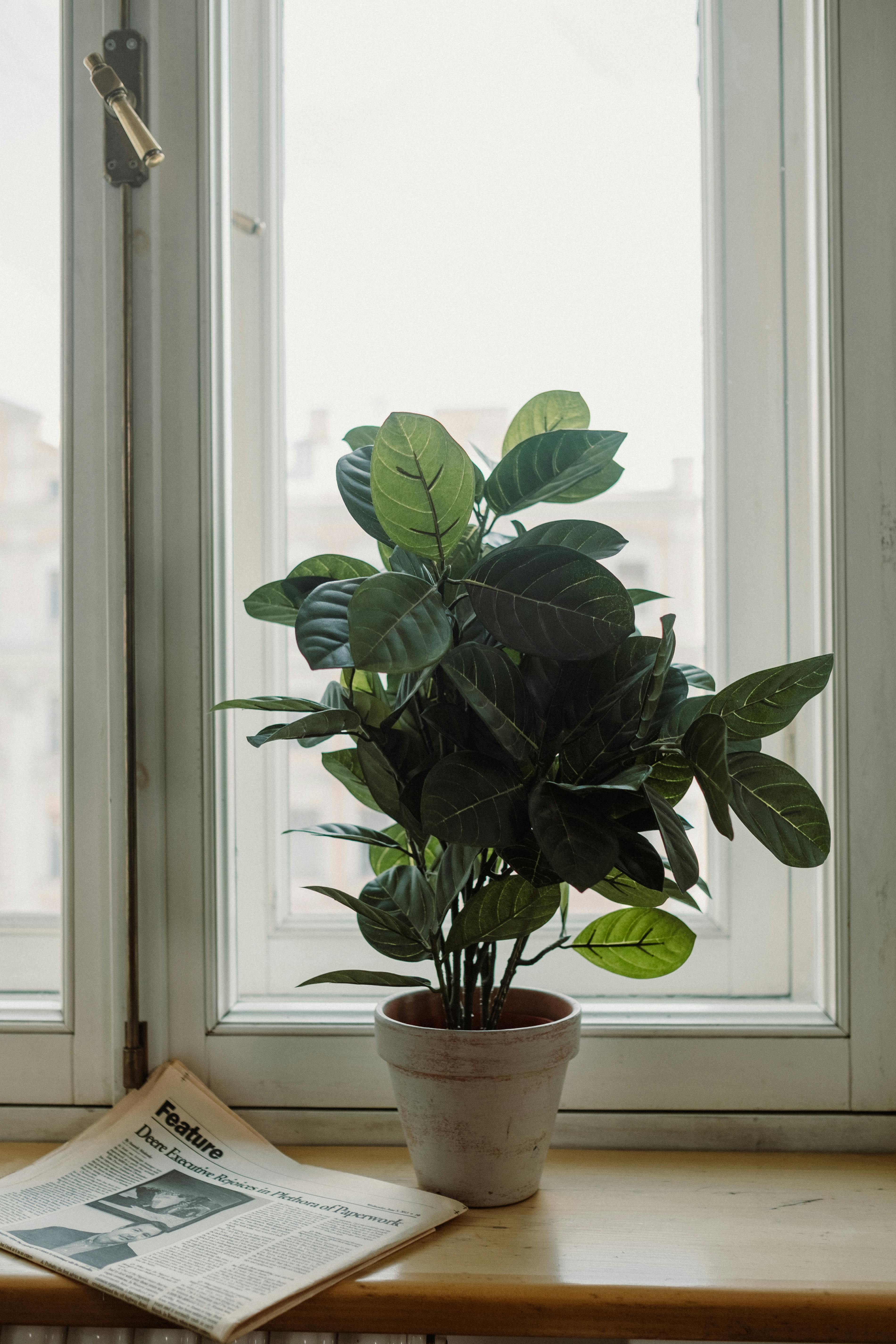 Potted plant on windowsill with newspaper, bright natural light.