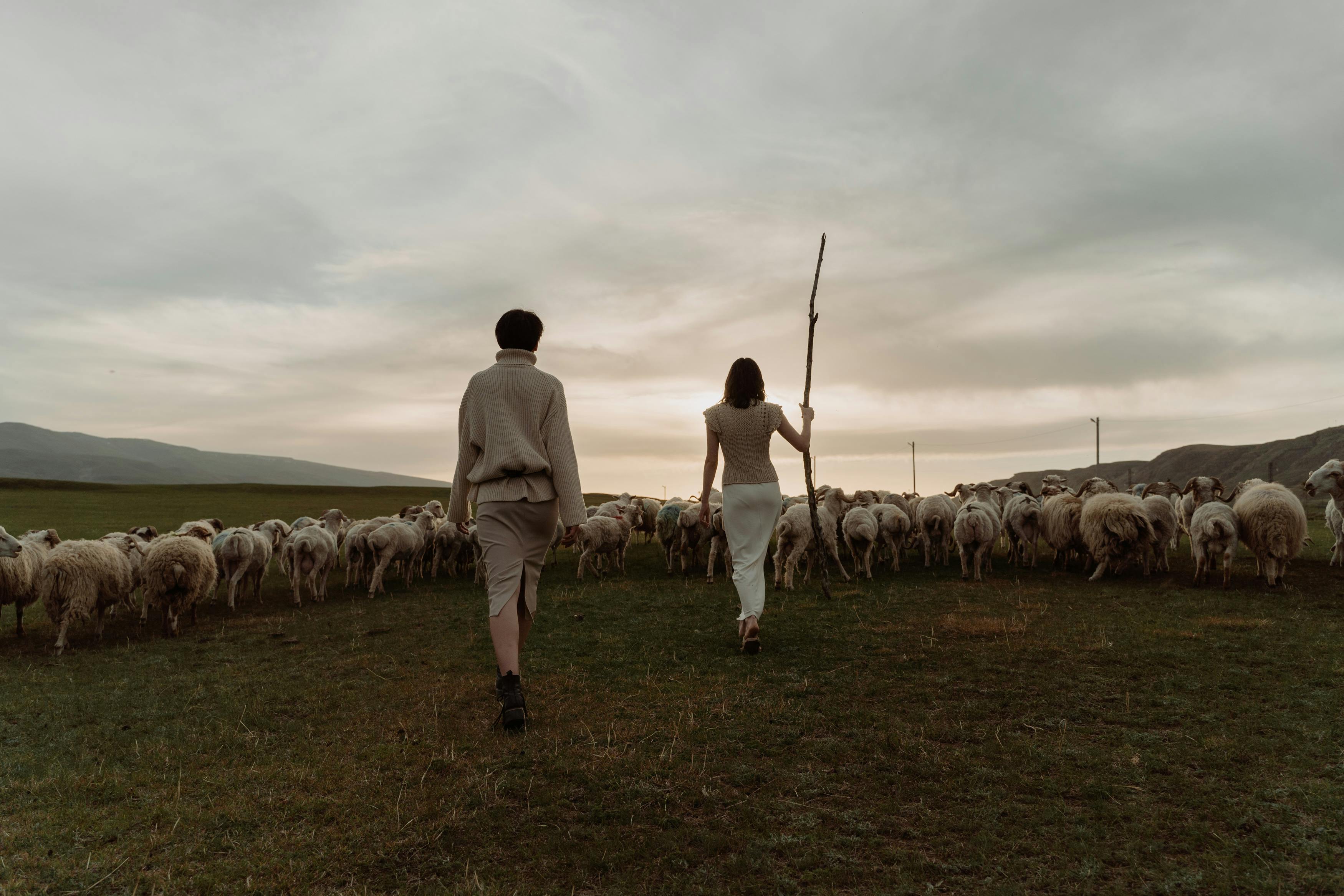 Two people herd a flock of sheep across a grassy field.