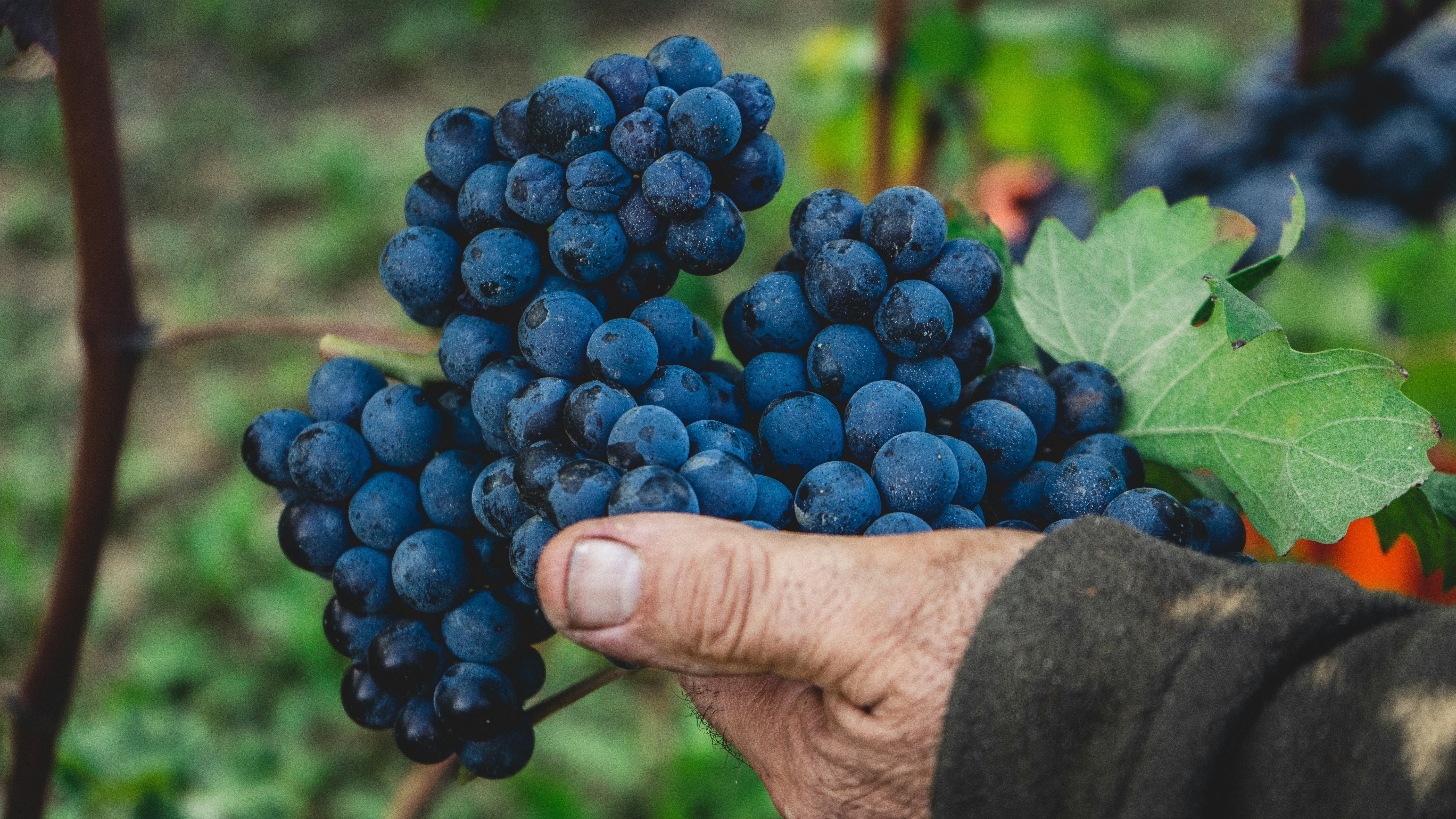 Hand holding clusters of dark blue grapes with leaves.