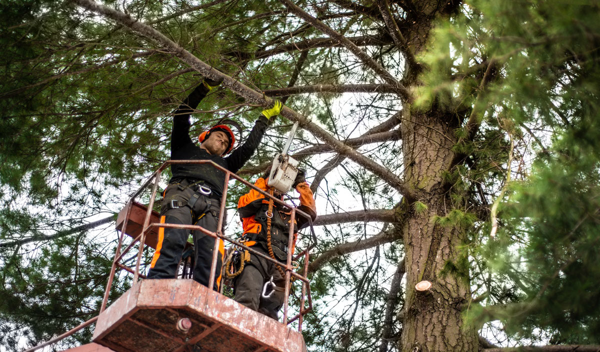 Tree surgeon pruning a large tree in a garden.