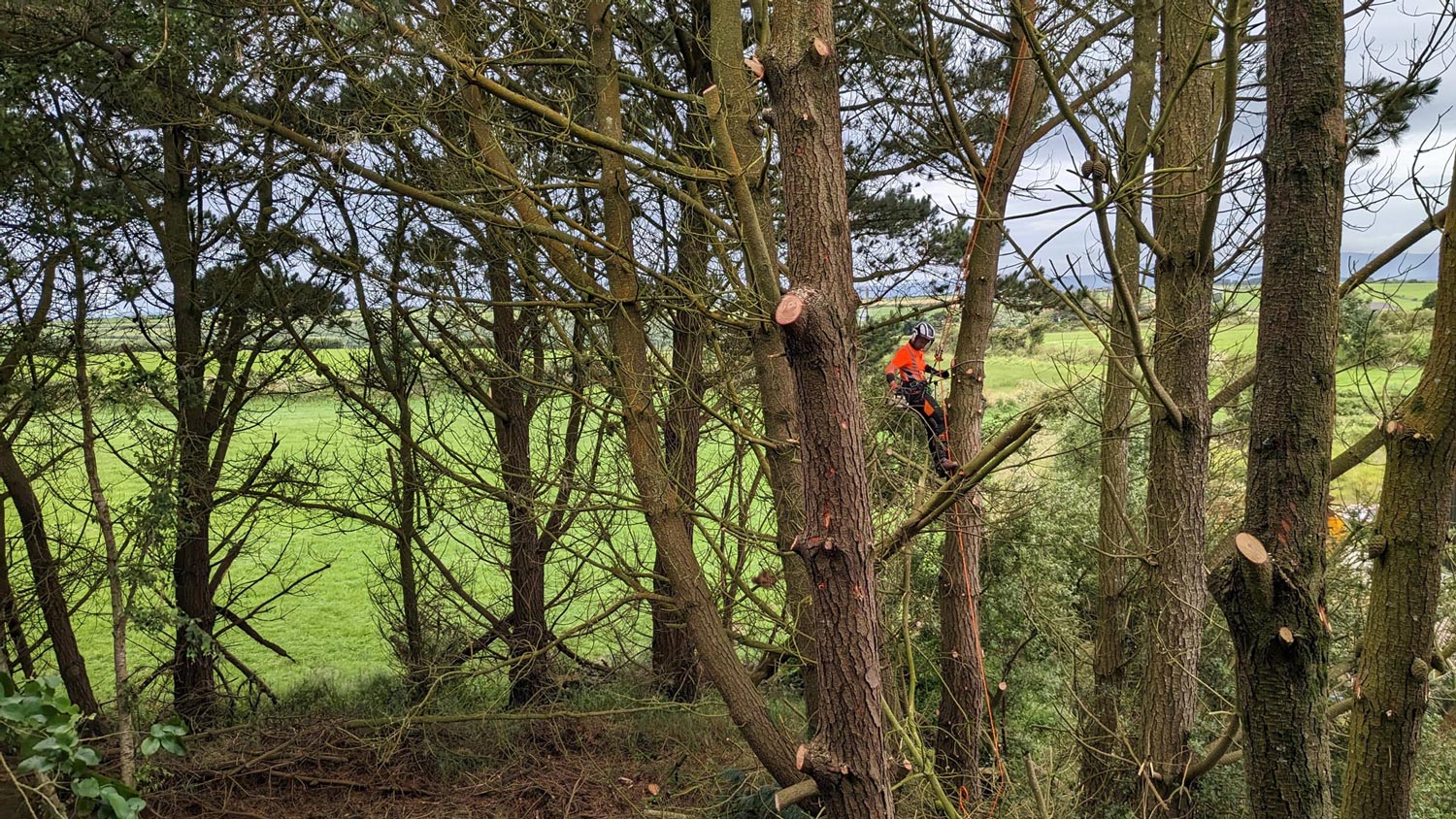 Tree surgeon cutting a branch with a chainsaw.