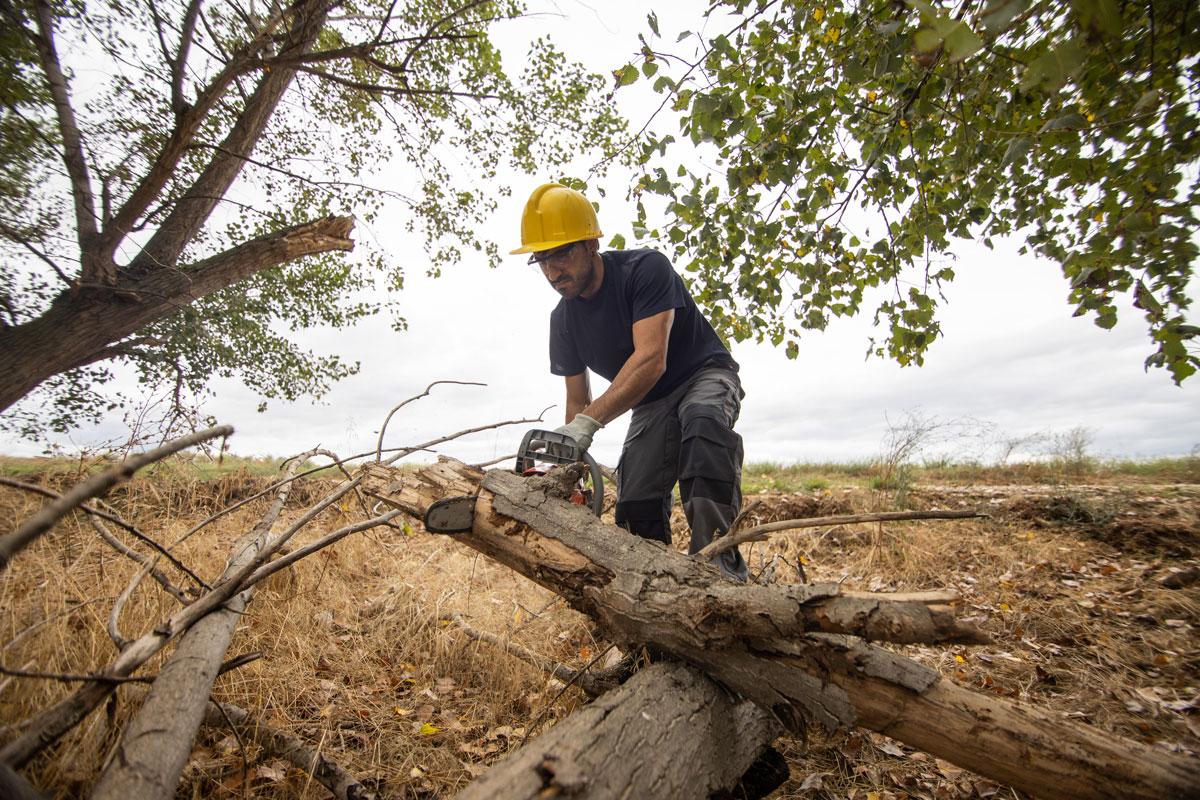 Tree being cut down with a chainsaw in action.