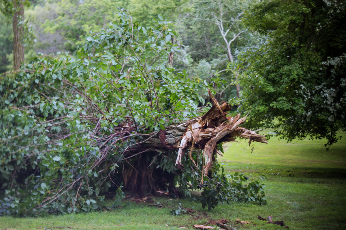 Tree with splitting branches and falling limbs