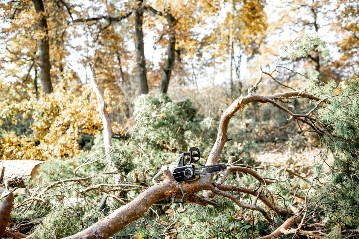 Tree surgeon pruning a large tree in a garden.