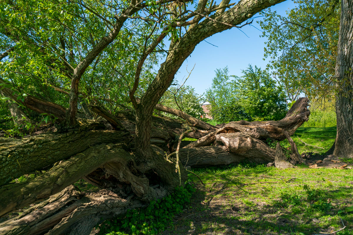 green tree on grassland during daytime