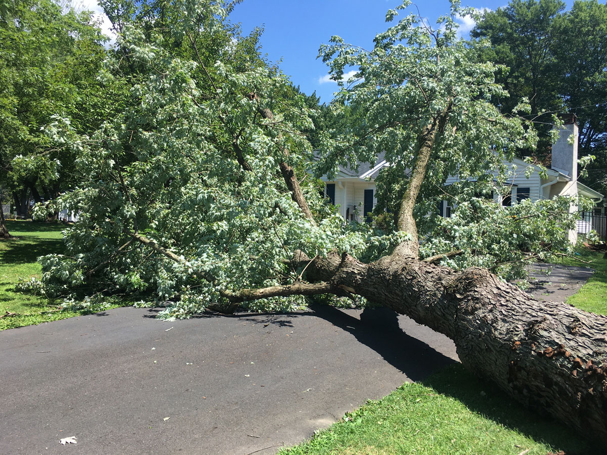 Fallen tree obstructing road with emergency responders nearby.