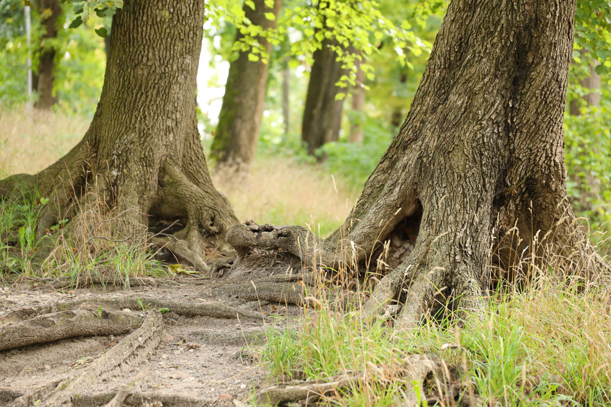 Tree with exposed roots in nature