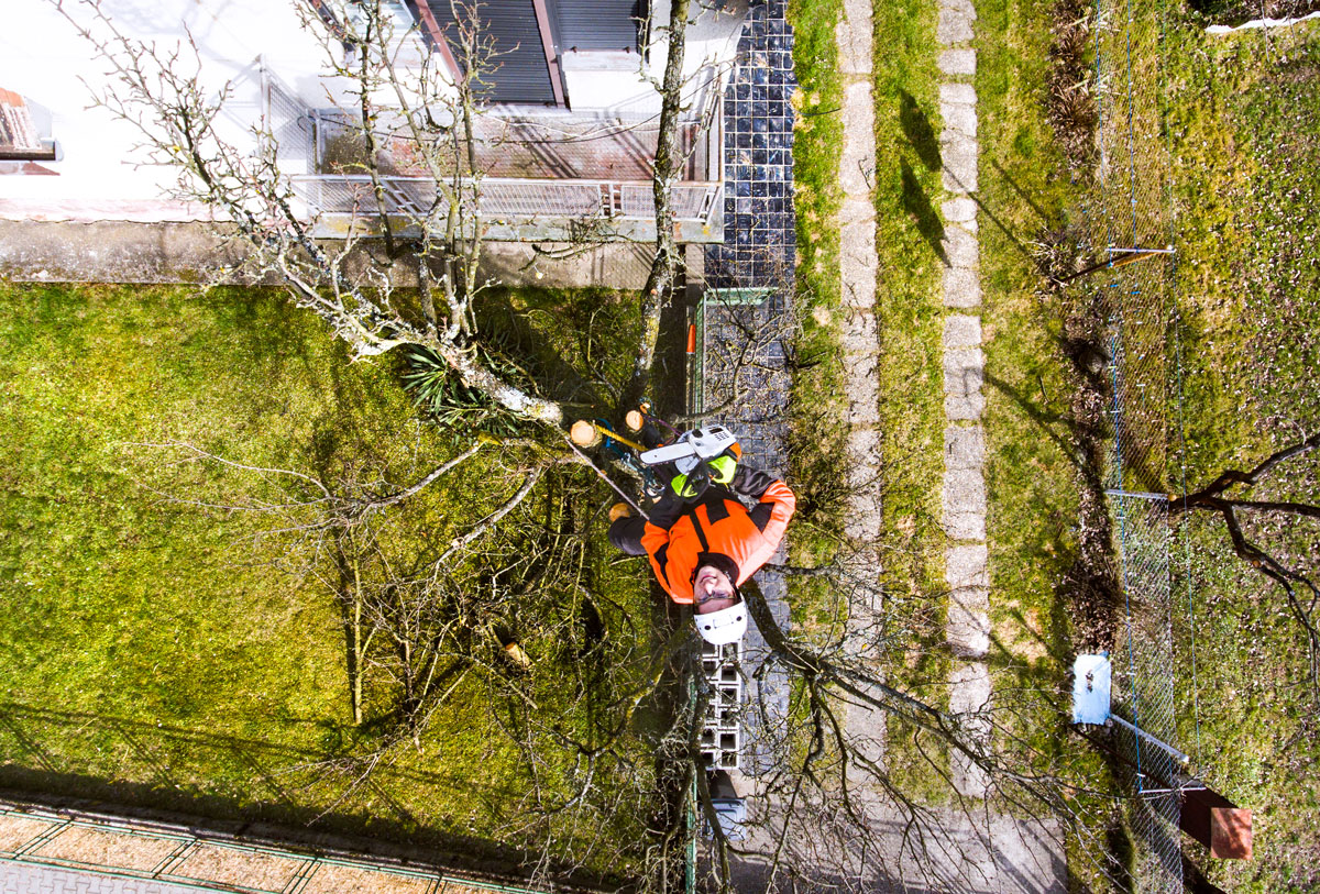 Tree surgeon pruning a tree in Waterford.