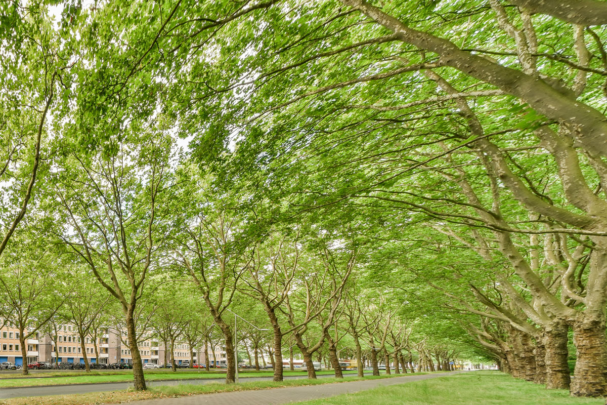 Lush trees in a well-maintained garden setting.